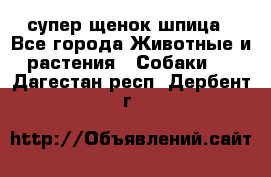 супер щенок шпица - Все города Животные и растения » Собаки   . Дагестан респ.,Дербент г.